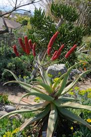Image result for Aloe excelsa