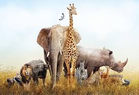 Whether it's endangered african animals, sea animals, wild animals or pets, there are so many amazing types of animals that each have their own characteristics and behaviors. 10 Fun Amazing Animal Facts For Kids