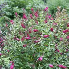 Butterfly bush in ornamental gardening: Miss Molly Buddleia Plants For Sale Butterfly Bush Free Shipping
