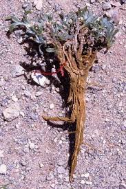 Image result for Aizoon virgatum