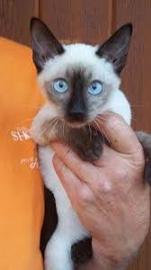 Looking for a siamese kitten or cat in ohio? Seal Point Siamese Kittens For Sale In Ohio New Update Siamese Cats And Kittens