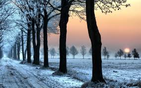 Maybe you would like to learn more about one of these? Lonely Snowy Road Cool Nature Wallpapers Amazing Landscape Plants Widescreen Nature Images Download Nature Wallpapers Nature Wallpapers For Windows Green Fresh 2406 1504 736 459 The Humble I