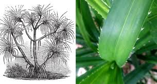 Image result for Pandanus candelabrum