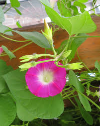 Image result for Ipomoea violacea