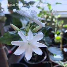 Image result for Jasminum schimperi