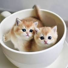 The Cutest Coffee Weve Ever Seen Happy Monday Chiots Chatons Bijou The Label Katzen Niedliche Katzchen Bezaubernde Katzchen