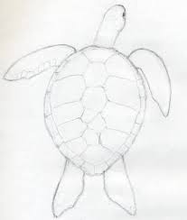 Image Result For Easy Drawings For Beginner Artists Turtle Drawing Easy Animal Drawings Easy Drawings