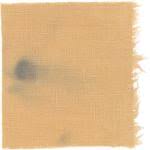 Image result for Pycnoporellus alboluteus