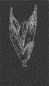 Image result for Panicum gilvum