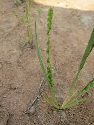 Image result for Elytrophorus spicatus