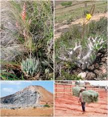 Image result for Antherotoma angustifolia