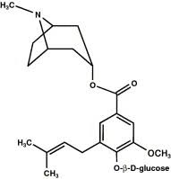 Image result for Merremia pterygocaulos