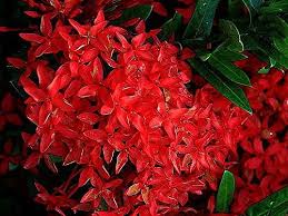 Image result for Ixora praetermissa