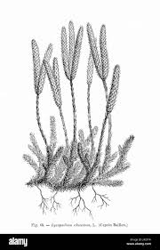 Image result for Lycopodium