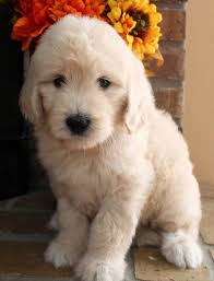 A mini goldendoodle is an intelligent, friendly dog that will quickly become a beloved member of your family. Goldendoodle Puppy Colors By Moss Creek Goldendoodles In Florida English Goldendoodle Puppies