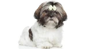 Feel free to browse hundreds of active classified puppy for sale listings, from dog breeders in pa and the surrounding areas. How Much To Feed A Shih Tzu Puppy Shih Tzu Feeding Chart