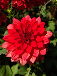 We did not find results for: 1500 Flower Garden Pictures Download Free Images On Unsplash