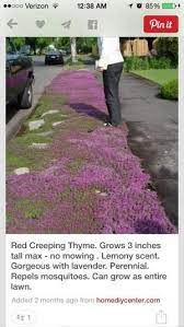 Repels Mosquitoes By Grace Lawn And Garden Red Creeping Thyme Plants