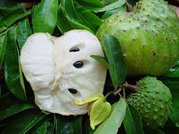 Le Corossol Est Un Fruit Energetique Ayant Une Forte Teneur En Glucides Il Est Riche En Vitamine C Laquelle Facil Le Corossol Corossol Fruit Fruits Tropicaux