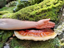 Image result for Ganoderma tsugae