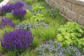 Amsonia Blue Ice Salvia Wesuwe Roy Diblik Introduced Me To It No Need To Deadhead It Reblooms Through Itself Sesle Landscaping Plants Plants Shade Plants