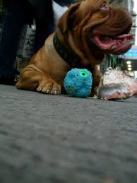 Flema | Libros Kalish - Librería online