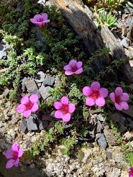 Image result for Indigofera soutpansbergensis