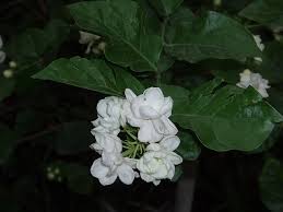 Image result for Jasminum breviflorum