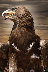 King Of The World Rapace