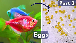 3 Ways To Tell If Your Fish Is Having Babies - Wikihow