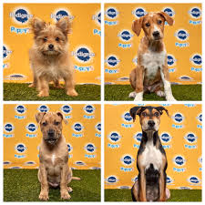 If you are animal or dog lovers, you will not want to miss this. How To Watch Puppy Bowl 2020 Live Stream Date Time Channel Pennlive Com