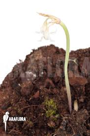 Image result for Tulbaghia cameronii