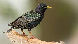 Suara burung srigunting liar mp3. Burung Jalak Harga Jenis Ciri Ciri Cara Merawat Gambar