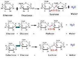 Notes On Carbohydrates Biology Exams 4 U Carbohydrates Biology Chemistry Education Chemistry Classroom