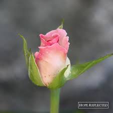 This category contains only the following page. Roses Rosa Hybrid Pink Promise Tea Rose Hope Reflected
