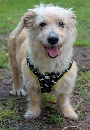 A Smile that Hides Pain and Neglect.... by Dachshund Rescue South Florida