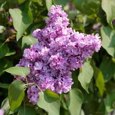 5 Reasons To Love Chinese Lilac Yes Beyond Your Imagination Lilac Tree Spring Flowering Trees Flowers Perennials