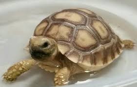 Baby Sulcata Tortoise 101 Do Not Soak Your Tortoise Daily Even I Learned Something New Today I Stand Corrected For All Those I Adviced About Soaking Please Read Further Routinely Soaking