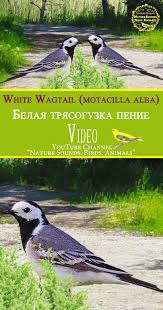 Bird Sounds Birds Singing White Wagtail Motacilla Alba Bird Singing Bird Song Belaya Tryasoguzka Penie Zvuki Prirody Whitewagtail Wagtail Motacillaalb Nature Sounds Animals Nature