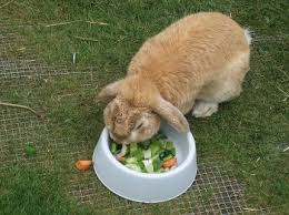 Feeding Rabbits