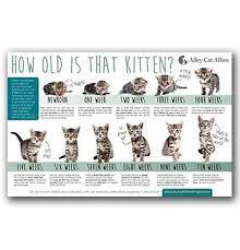 Every cat is different of course, but as an extremely wide guideline, the normal cat will probably reach a burden of 10lbs or so until his first birthday. Kitten Guide How Old Is That Kitten Alley Cat Allies Guidelines