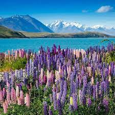 Maybe you would like to learn more about one of these? Musim Bunga Musim Mesra Homestay Tours New Zealand Facebook