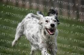 iyi bir avci english setter egitimi ve ozellikleri malinois cane corso kopek egitimi