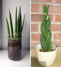 We did not find results for: Sansevieria Dracaena Snake Plant Mother In Law S Tongue Guide Our House Plants