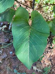 Image result for Rhynchosia resinosa