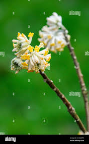 Image result for Gnidia chrysantha