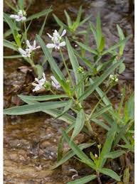 Image result for Justicia salvioides