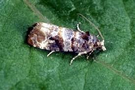 Image result for Lobesia botrana grapevine