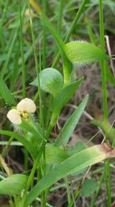 Image result for Commelina nigritana