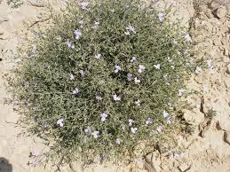 Image result for Barleria oxyphylla